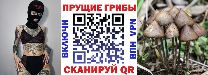 kraken сайт  закладка  Сясьстрой  Галлюциногенные грибы ЛСД 